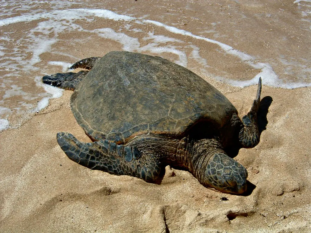 a sea turtle laying on a sandy beach in the sun with ocean water reaching it's back feet