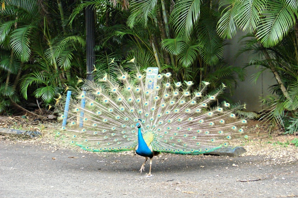 a peacock on a road in front of some palm trees