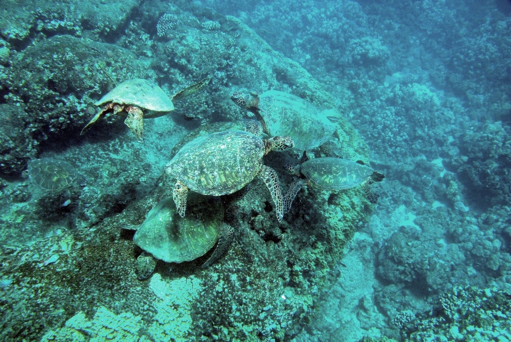 a bunch of sea turtles swimming under water