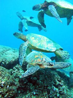 Oahu, Hawaii 2007 four sea turtles
