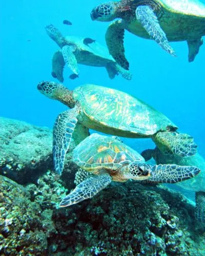 Oahu Hawaii 7 Day Trip