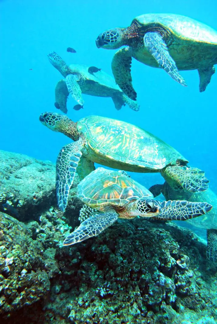four sea turtles swimming under water above a rock