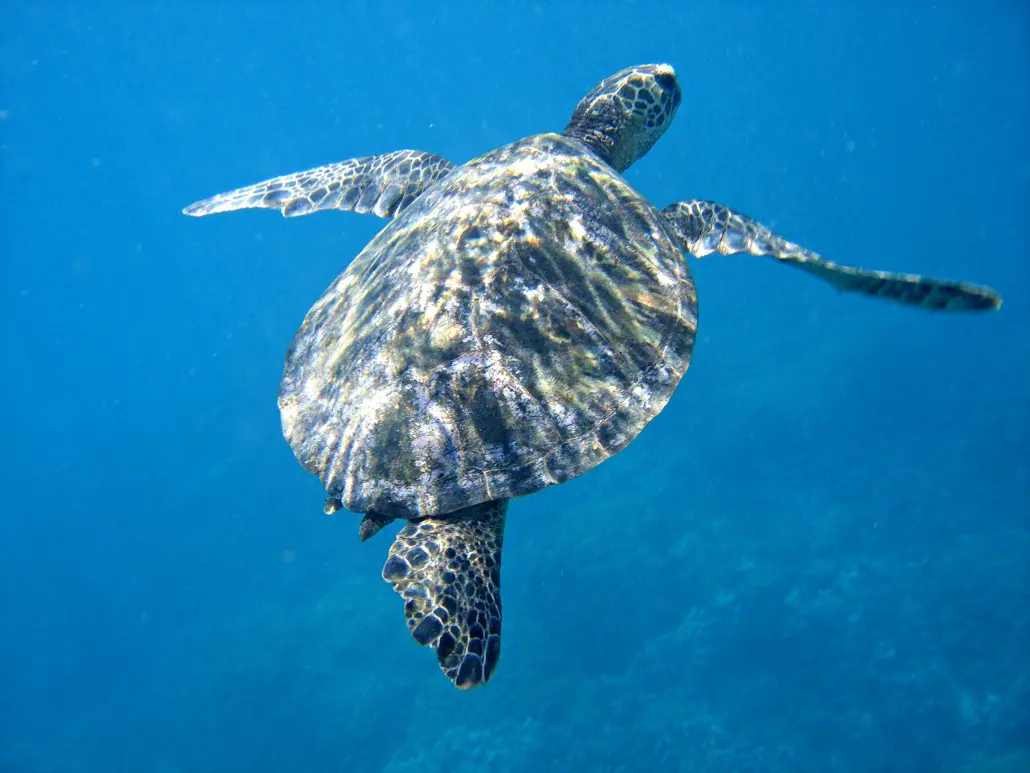 a sea turtle with 3 legs swimming under water