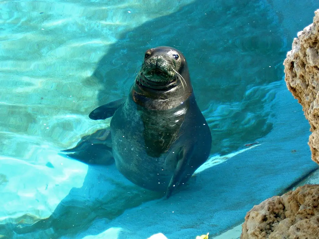 a sea lion sitting still in water
