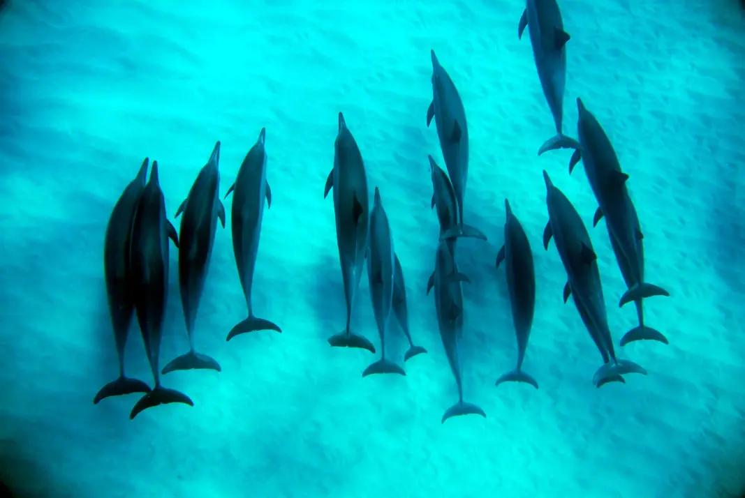 a large pod of spinner dolphins swimming under water near the sandy ocean floor