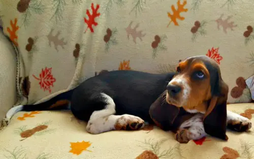 basset hound puppy on a chair