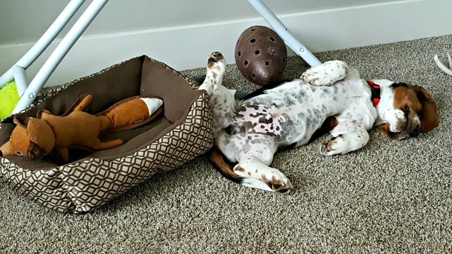 Bugatti the basset hound puppy sleeping next to his toy fox in the pet bed