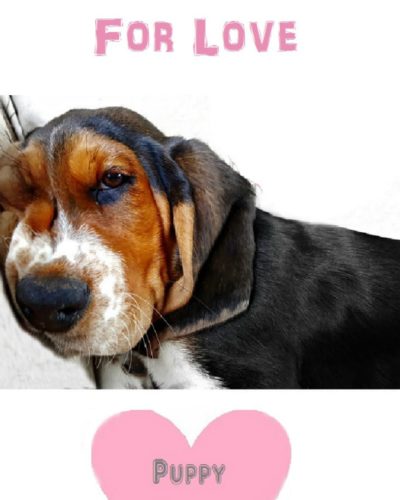 A Woman’s Quest for Love; Puppy Love