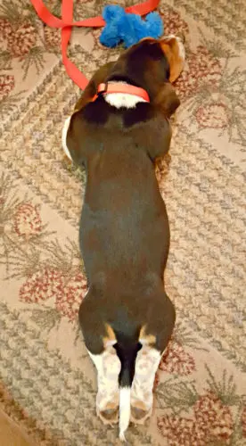 basset hound puppy laying stretched out on his belly on a rug with a toy