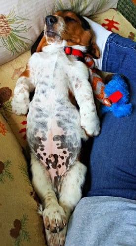 basset hound puppy laying on it's back on a sofa next to a person