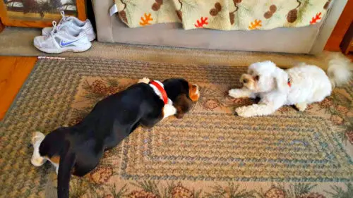 basset hound puppy and small white dog laying on a rug