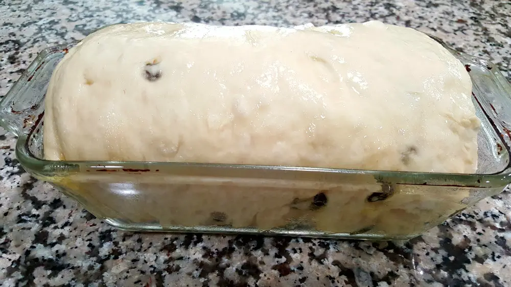 cinnamon raisin bread dough in a loaf pan risen all the way.
