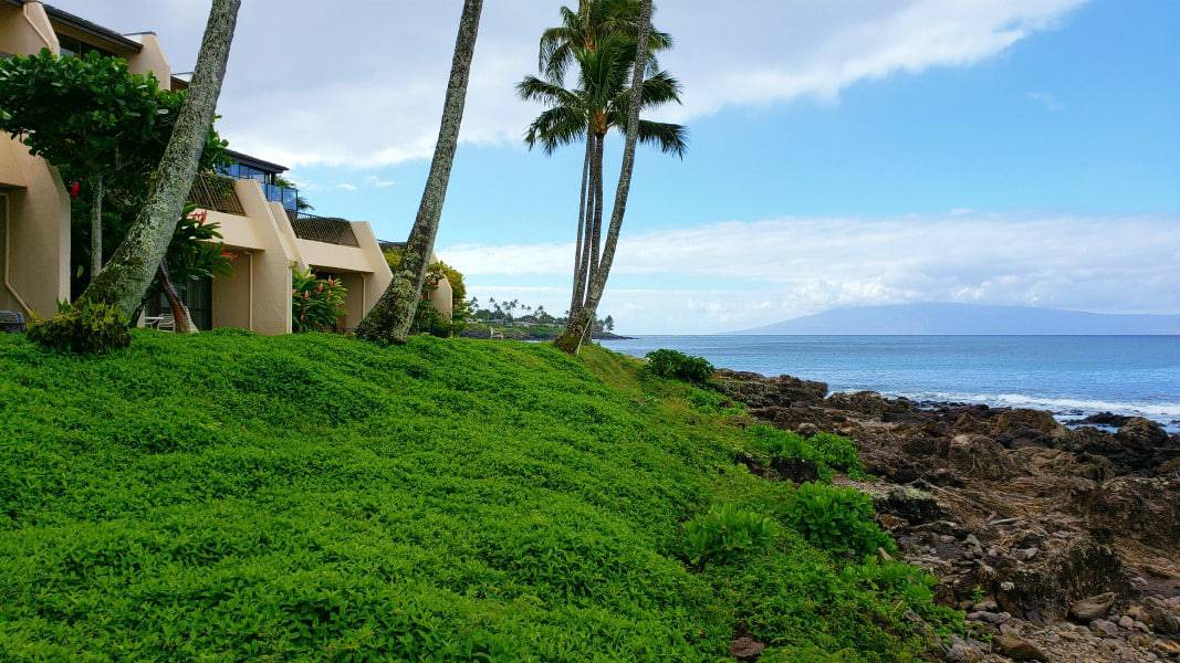 Condos with greenery and ocean front