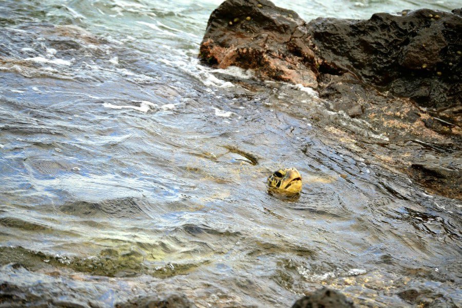 seat turtle sticking it's head above water