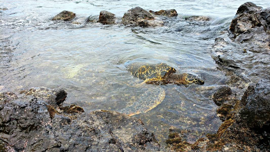 sea turtle floating in a tide pool