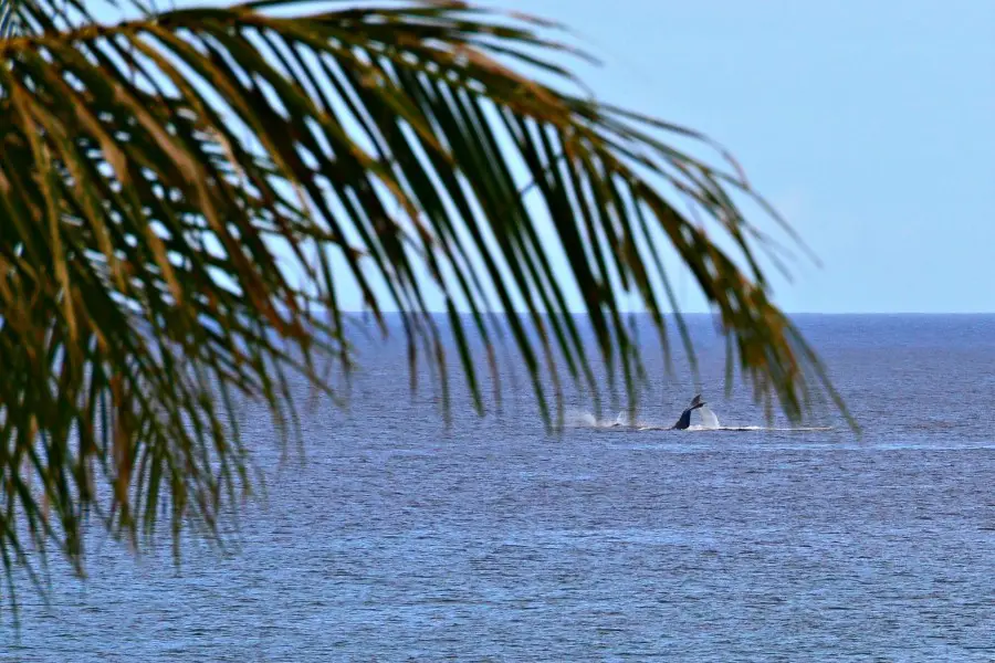 whale fluke spotted beyond a palm frond