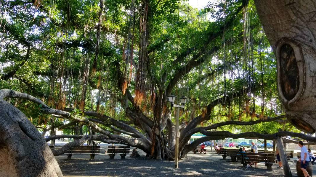 giant banyan tree in Lahaina, Maui