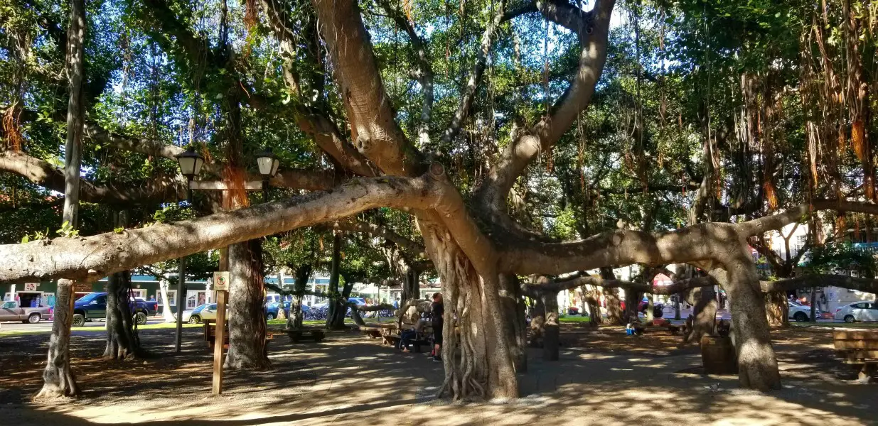 giant banyan tree with many trunks in Lahaina, Maui