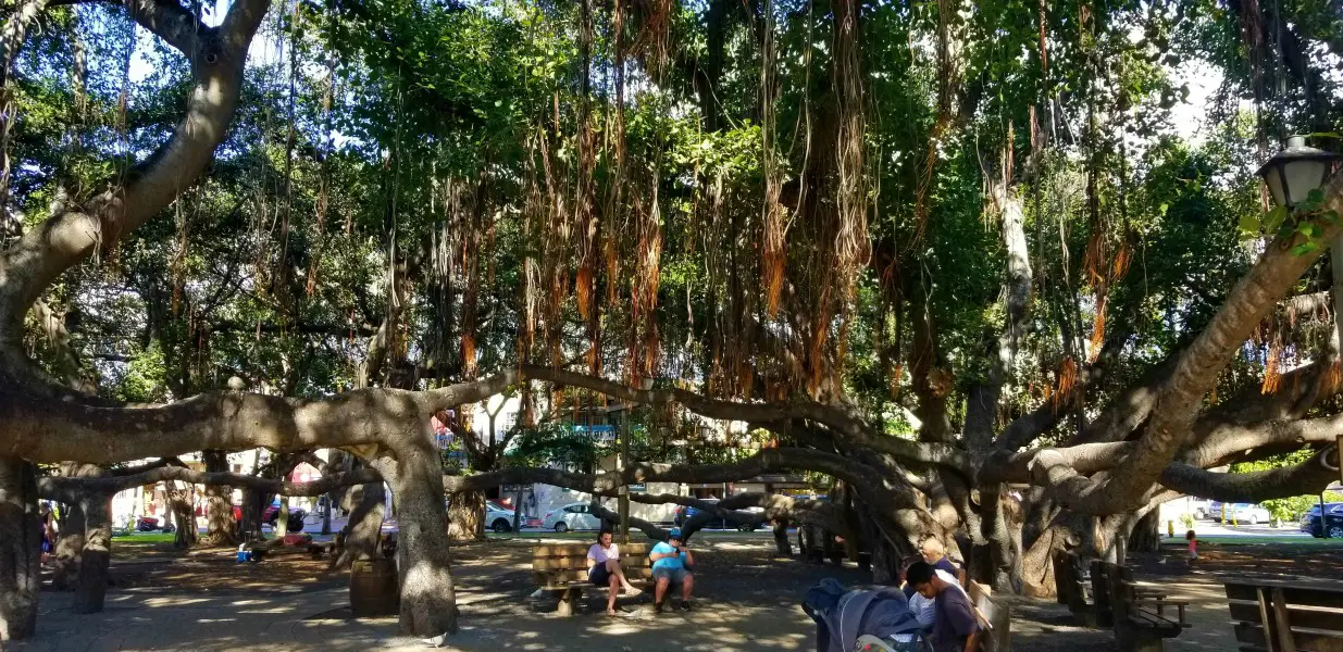 giant banyan tree with many trunks and huge canopy in Lahaina Maui
