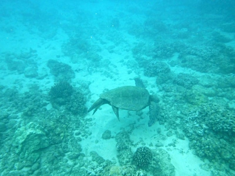 a sea turtle and coral at the bottom of the ocean