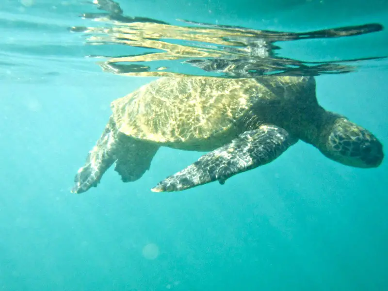a sea turtle just under the surface of the ocean