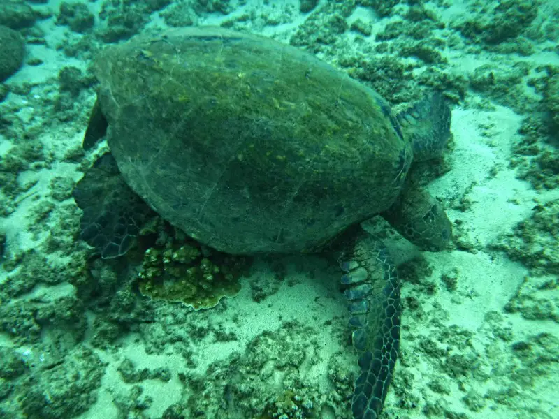 a sea turtle feeding off the bottom off the ocean