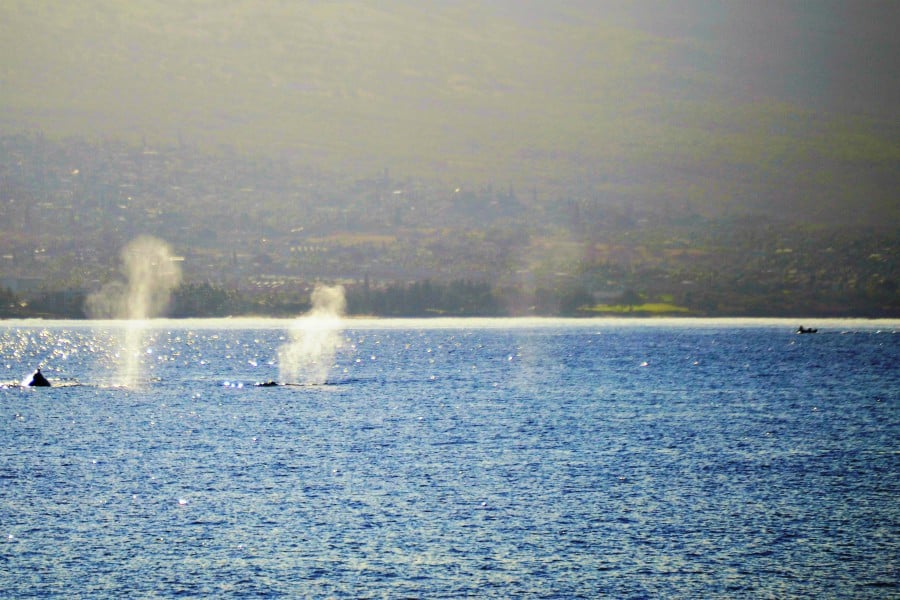 3 whale exhalations on the surface of the ocean