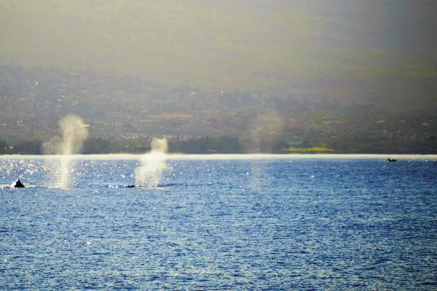 3 whale exhalations on the surface of the ocean