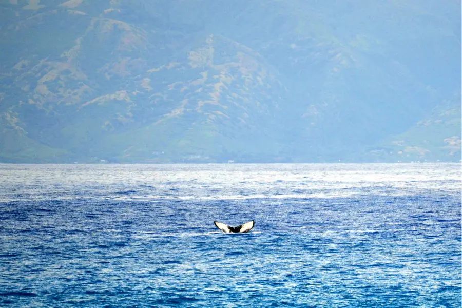 a whale fluke along the Kapalua Coastal Trail