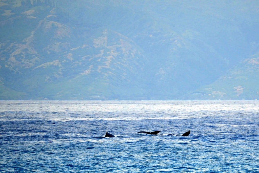 3 whale tails in the ocean along the Kapalua Coastal Trail