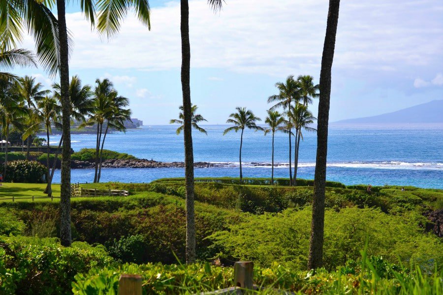 palm trees and ocean view along the Kapalua Coastal Trail