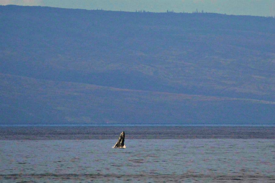 a whale beginning to breach along the Kapalua Coastal Trail