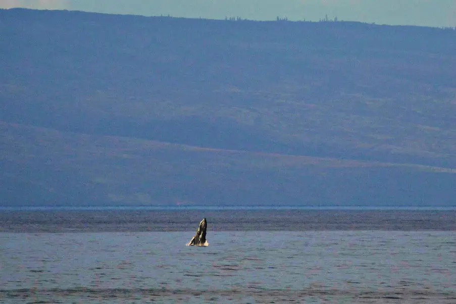 a whale beginning to breach along the Kapalua Coastal Trail