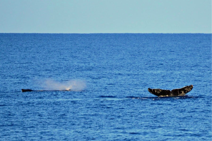 two whale flukes in the ocean