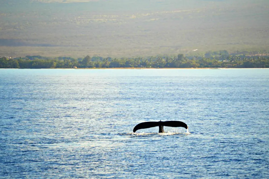 one whale fluke in the ocean