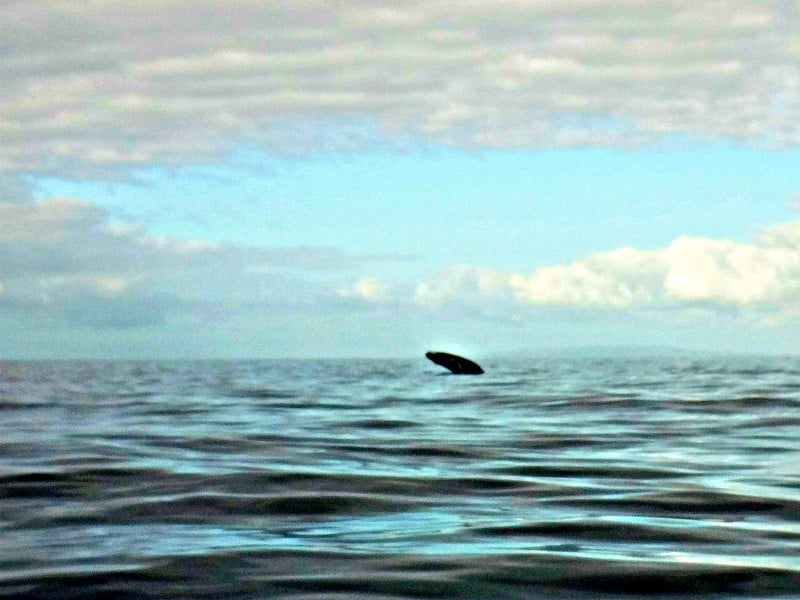 a baby whale practicing how to breach