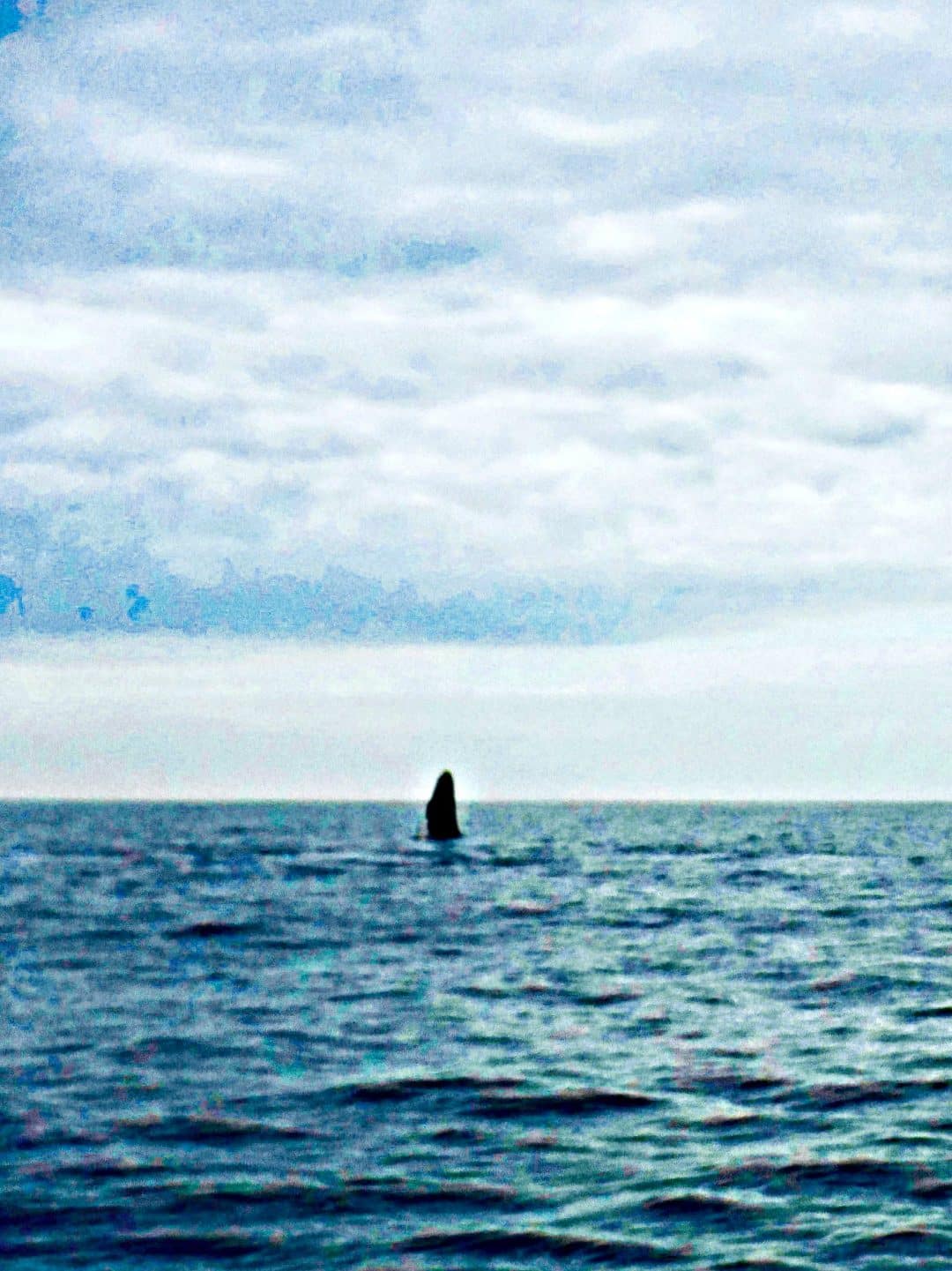 a baby whale learning how to breach