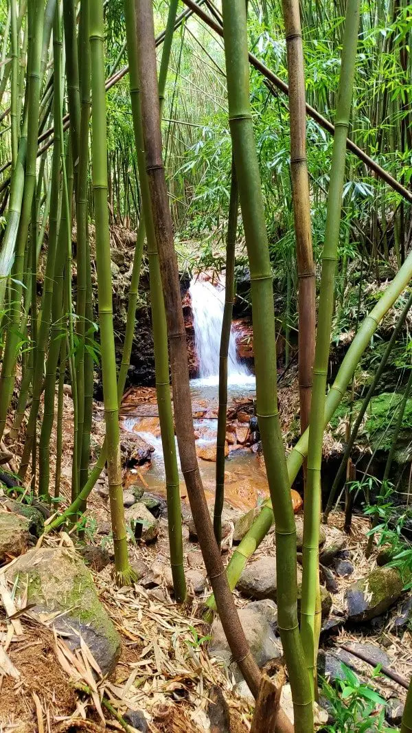 a waterfall in the bamboo forest