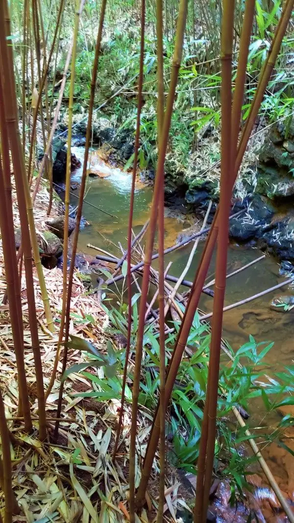 a stream in a bamboo forest