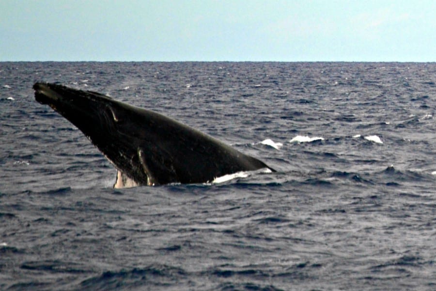 a humpback whale breaching