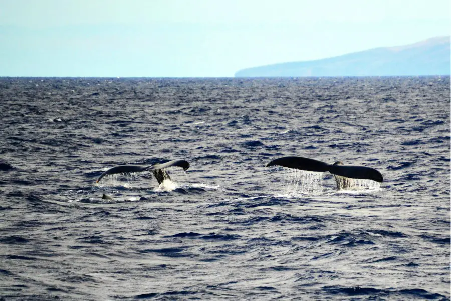 two whale flukes dripping water in the ocean