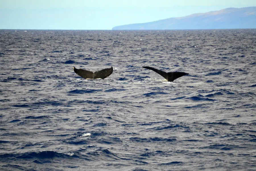two whale flukes in the ocean