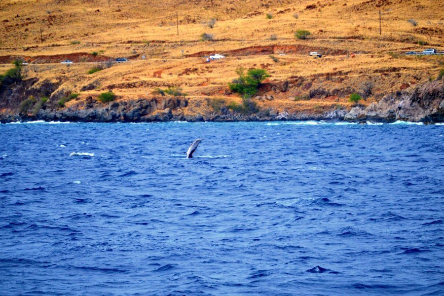 a whale pectoral fin waving from the ocean