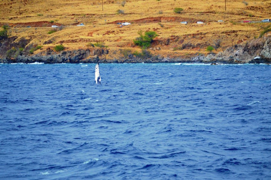 a whale pectoral fin straight up waving from the ocean