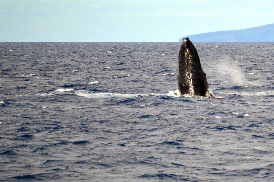 a humpback whale up close beginning to breach