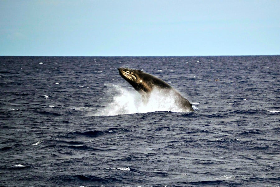 an up close humpback breached mostly out of the water