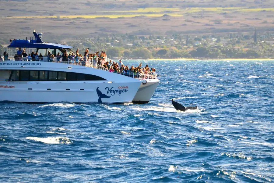 a whale fluke right next to a whale watching boat