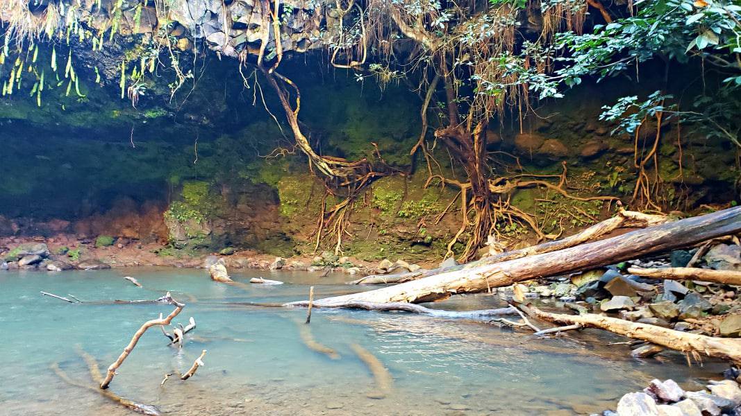 a small lake with greenery overhanging it