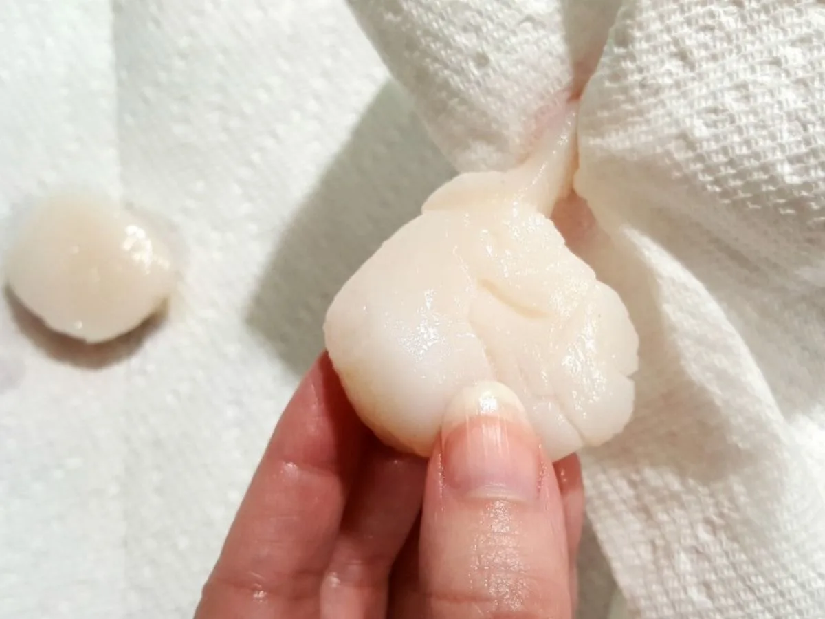 a hand pulling the muscle off of a scallop with paper towel.